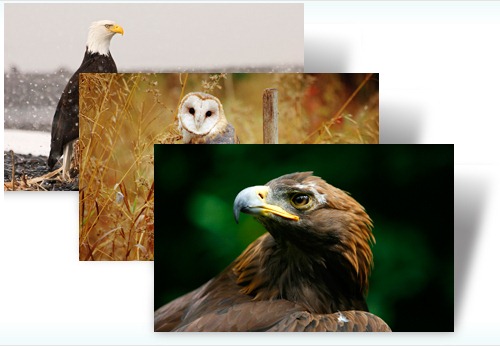 Birds of Prey theme